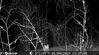 A fox peers out from bare branches in a dark forest, captured by a trail camera.