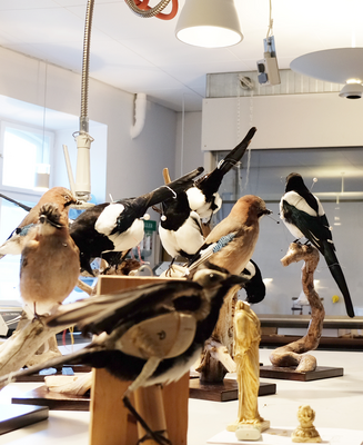 Udstoppede fugle opstillet til undersøgelse i et naturhistorisk laboratorium.