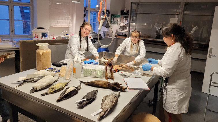 Tre studerende i hvide kitler står omkring et bord med laboratorieudstyr og døde fugle