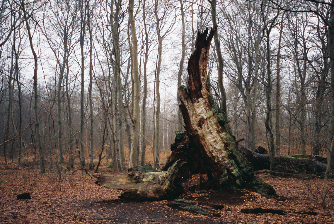 skov
