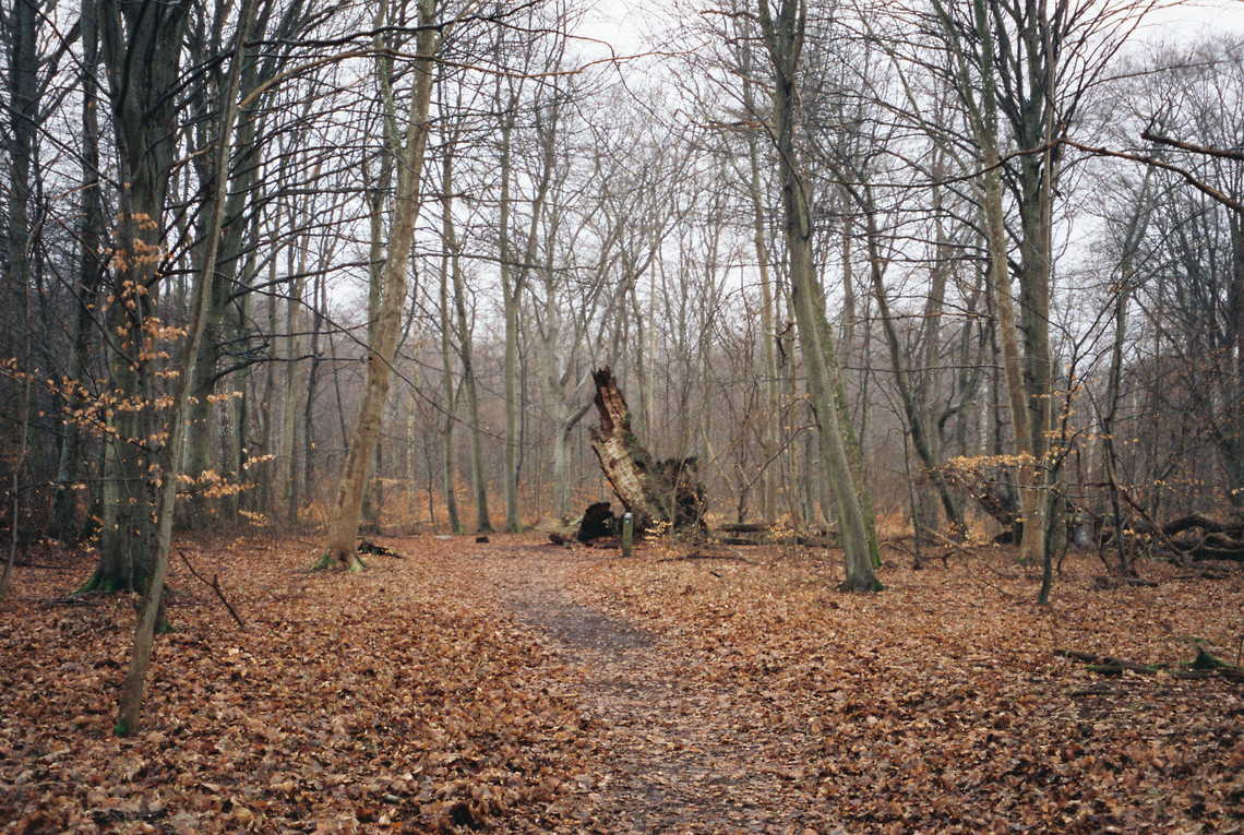 skov