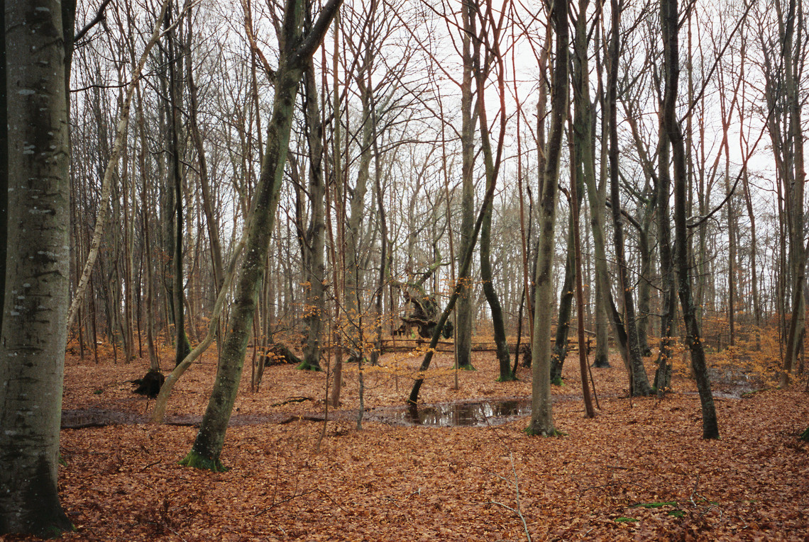 skov