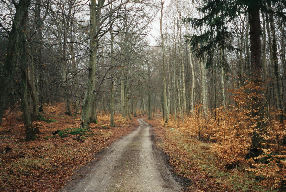 skov