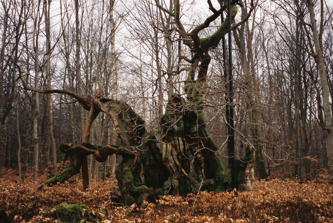 skov