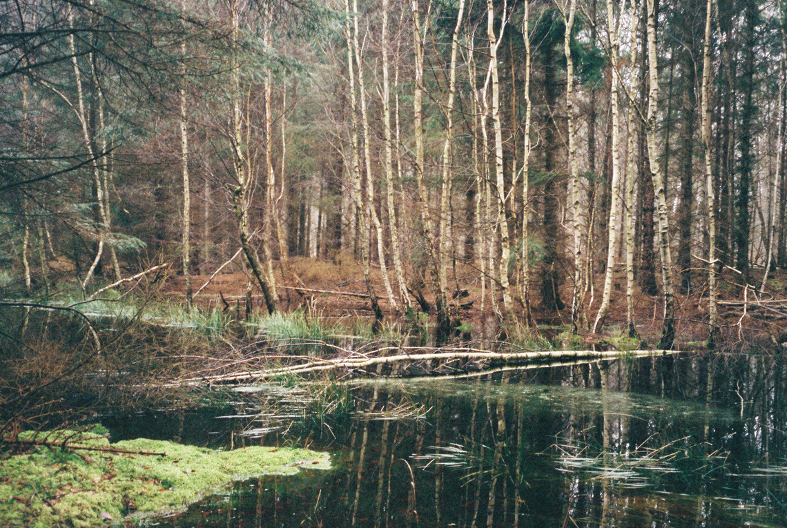 skov