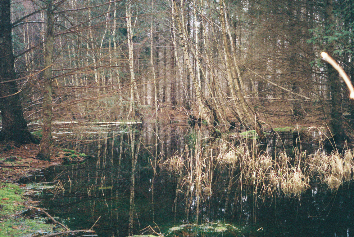 skov
