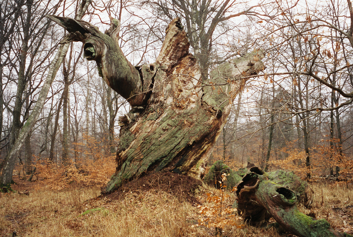 skov