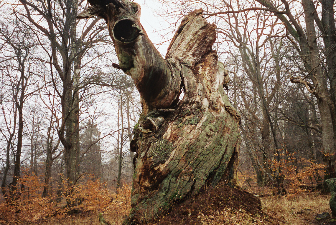 skov