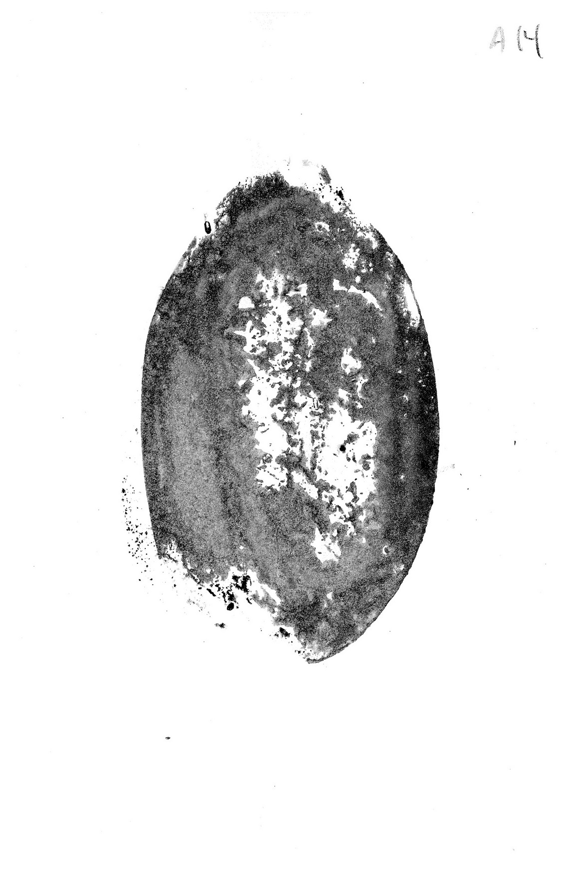 Aubergine, A14