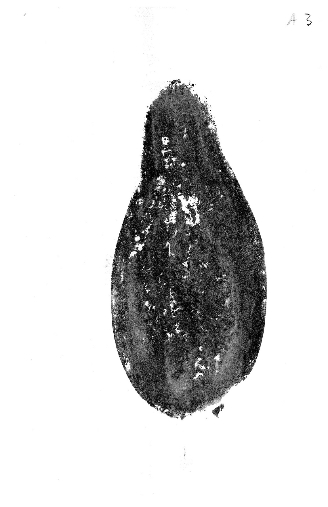Aubergine, A3