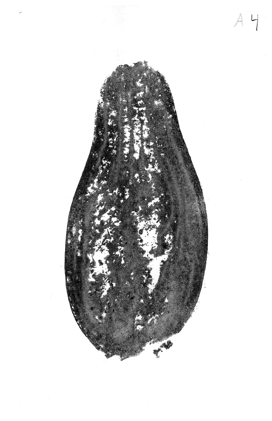 Aubergine, A4