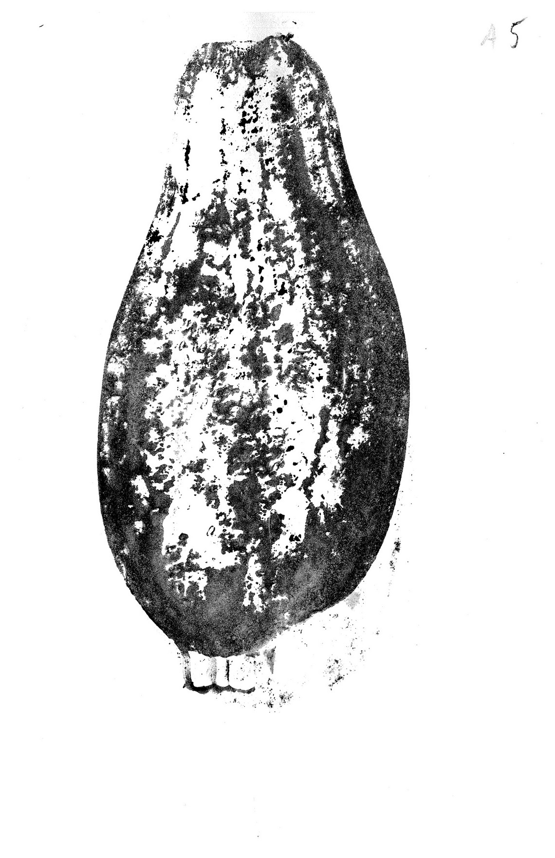Aubergine, A5