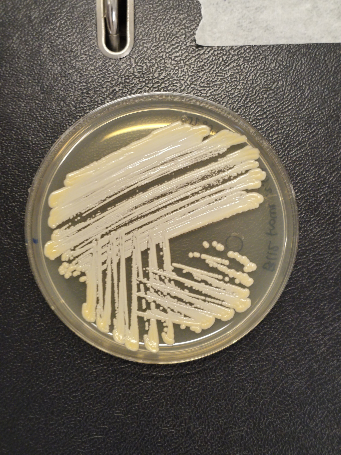 bacteria streak