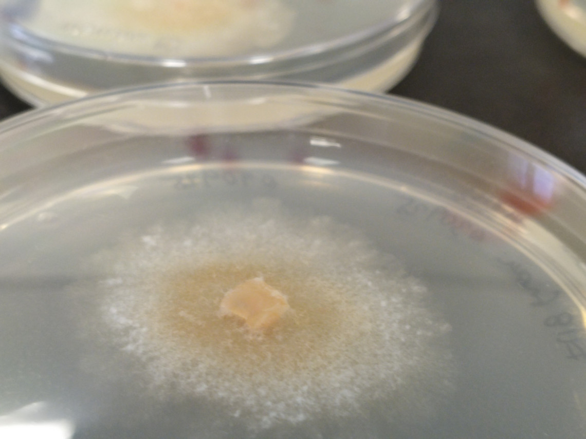 fungal isolate