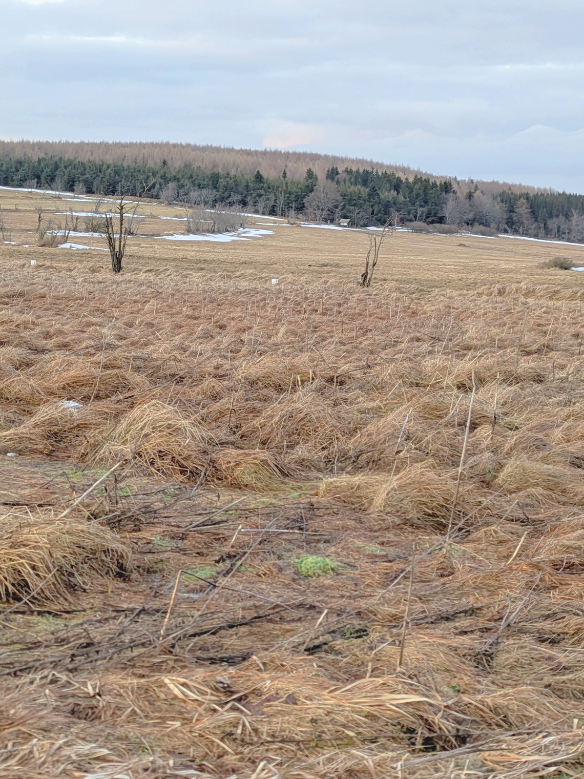 Protected Nature: Wet Meadow Landscape