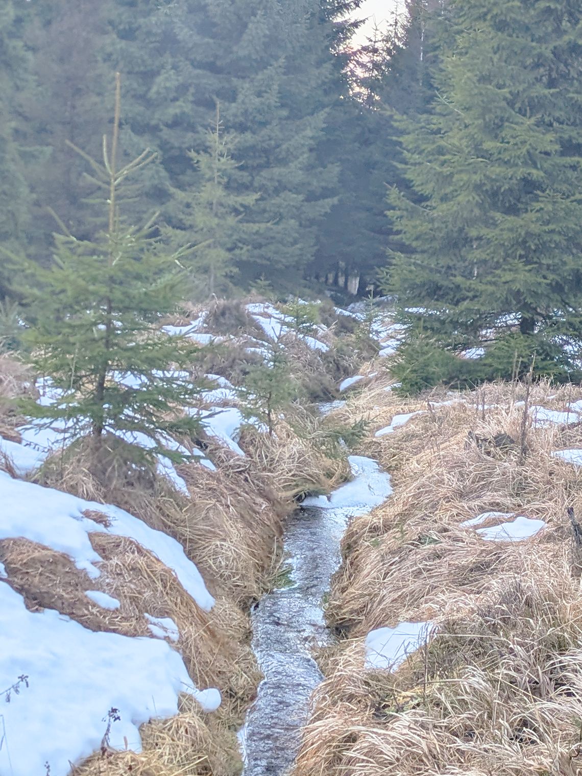 Protected Nature: Georgenfelder Hochmoor