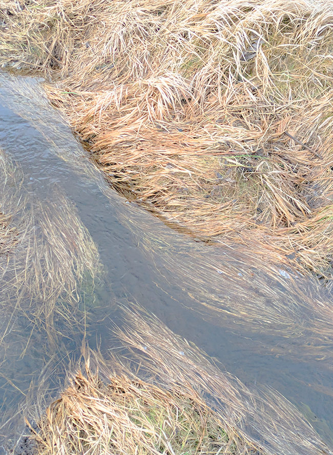 Protected Nature: Spontaneous Waterbodies