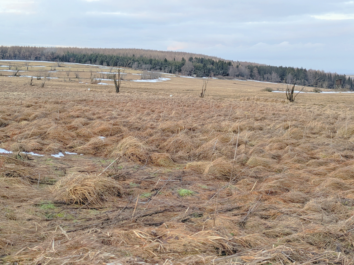 Wet Meadow Landscape