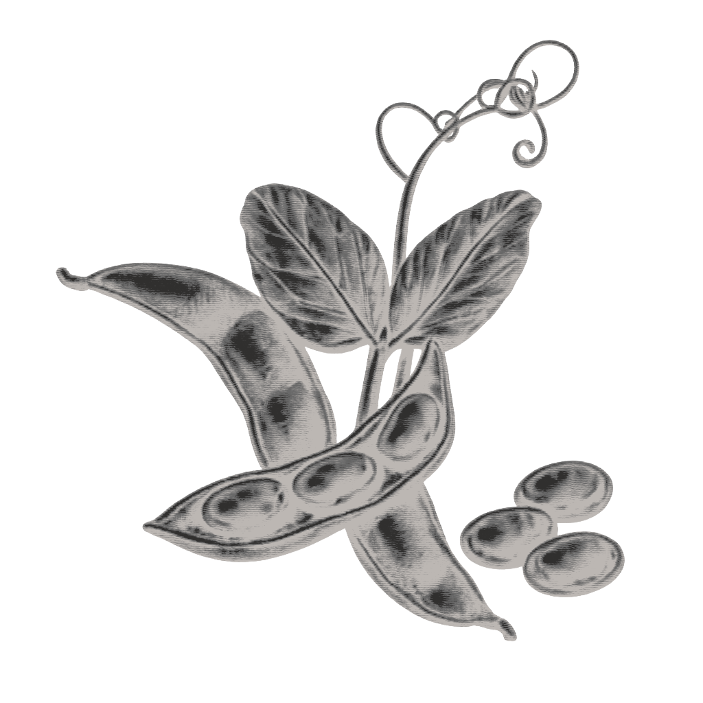 Soybean
