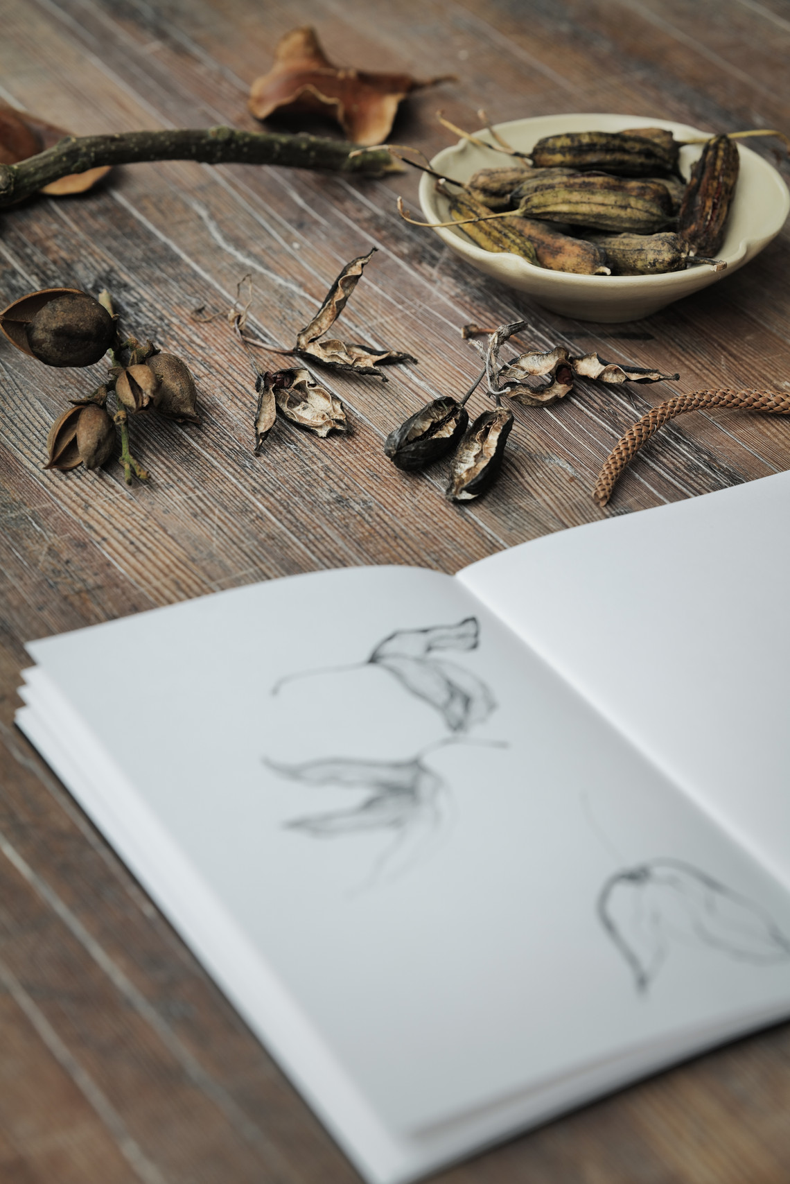 Dried plant pods and seeds arranged on a wooden table beside a sketchbook.
