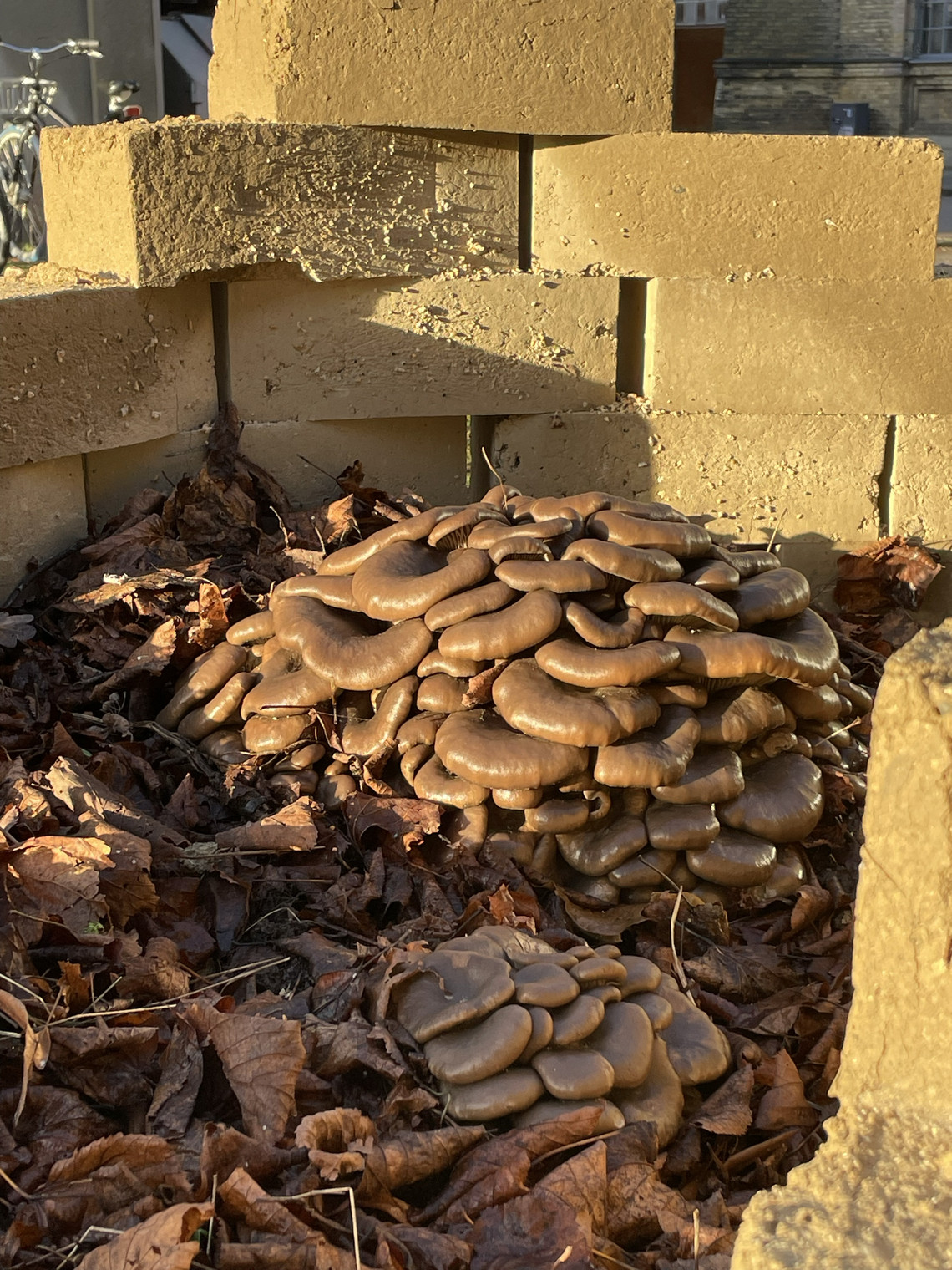 Oyster mushroom clusters growing in mud brick bed