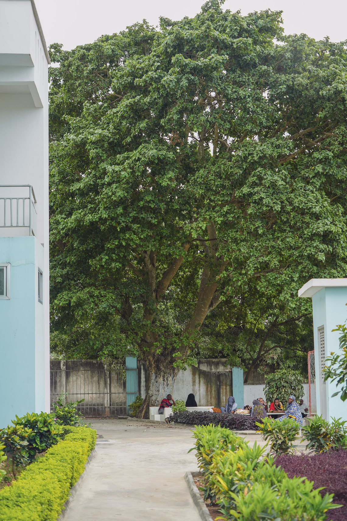 New outdoor waiting area under the shade of an existing fig tree