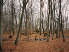 skov