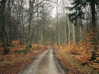 skov