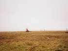 skov