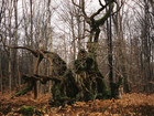 skov