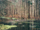 skov