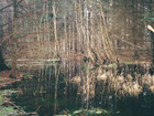 skov