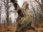 skov