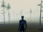 Pine Forest
