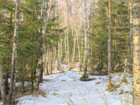 Protected Nature: Birch Forest