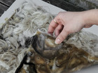 Hand holding a translucent material sample with embedded fibers on wool.