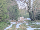 Peat bog Border