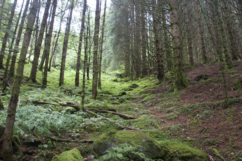 Skogen 2