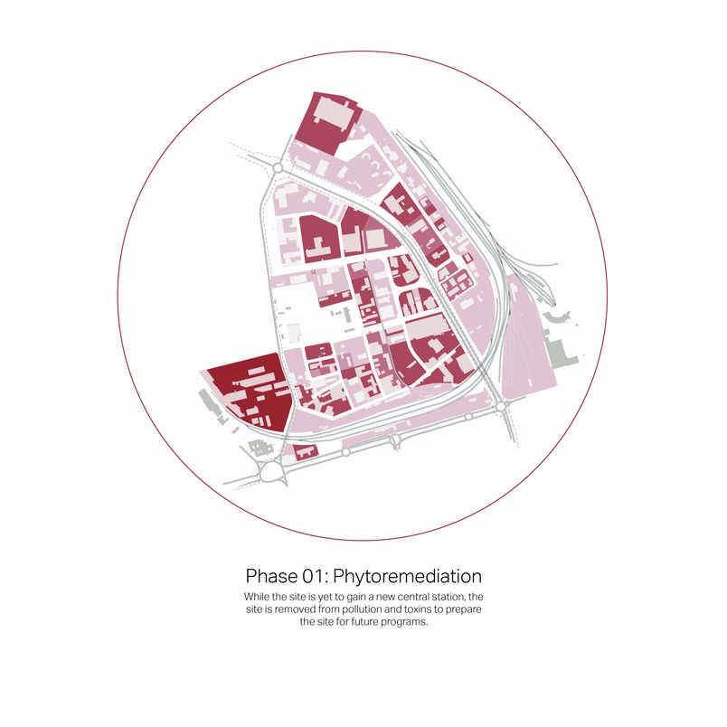 Phytoremediation