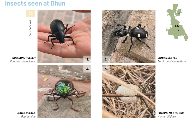 Insects of Dhun