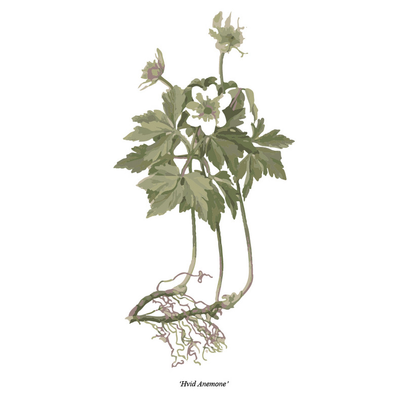 Hvid Anemone