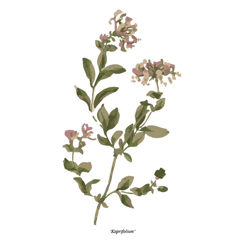 Kaprifolium