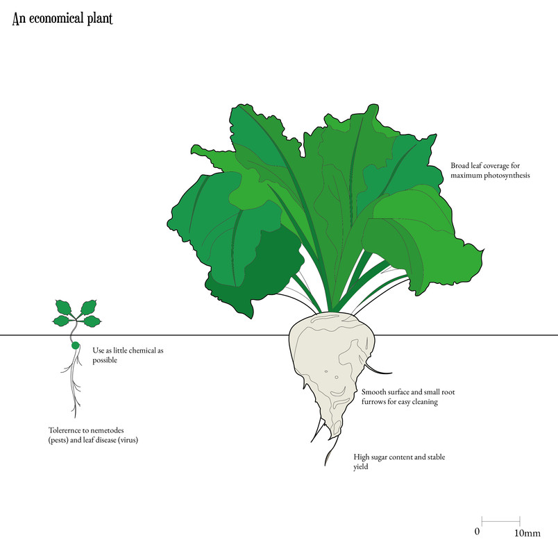 An Economical Plant