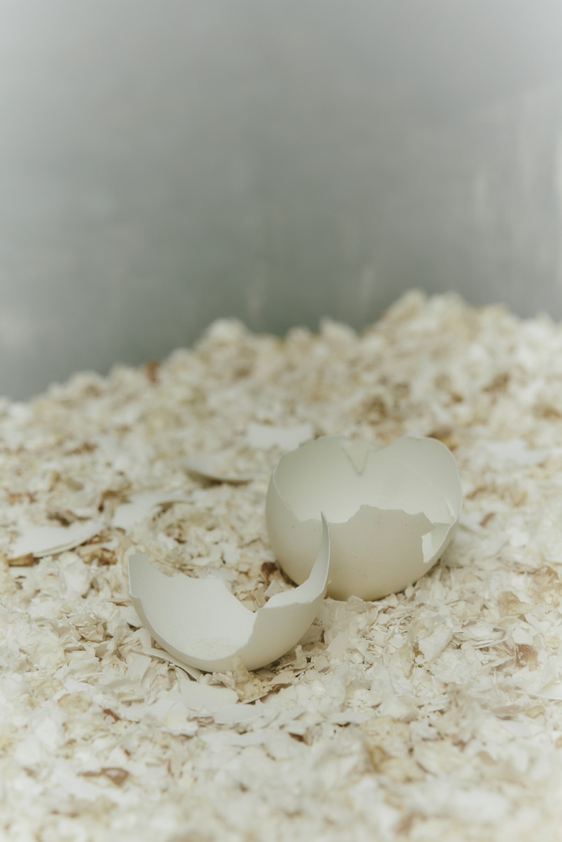 Eggshells - Raw material, Unwasted