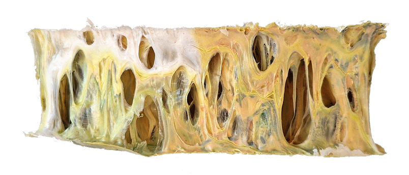 Cellular Structure Plate II