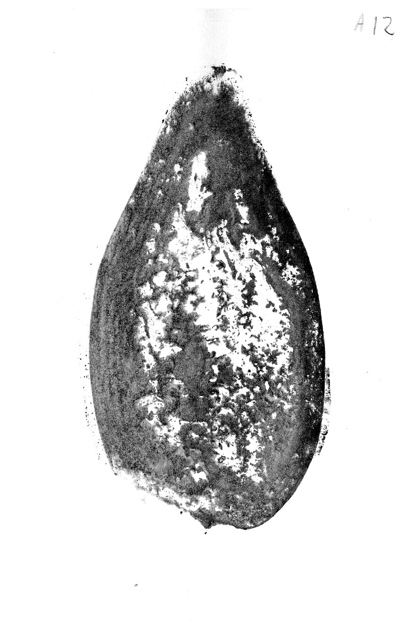Aubergine, A12