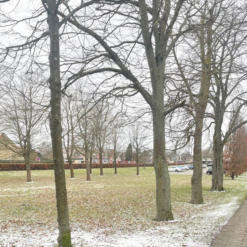 A site photo showing the green areas