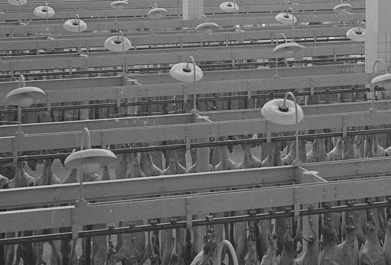Butchering Hall, Photo: Jonals. Co