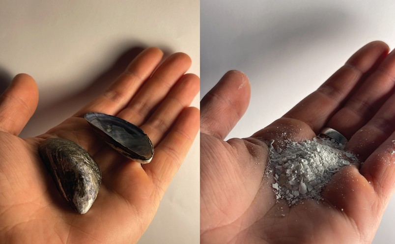 Mussel shells 480