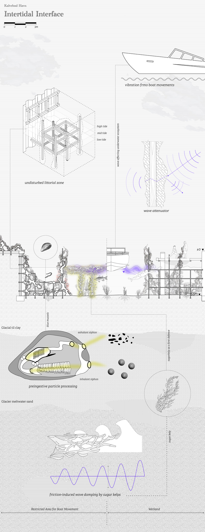 Ecological performance of Kalvebod Harbour in section